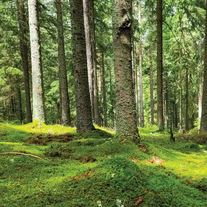naturzeit Waldbaden - Weissacher Wald Versand Am Gleichen Tag